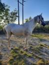 cheval barbe