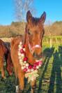 Pouliche oldenbourg dressage