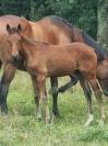 Pouliche oldenbourg dressage