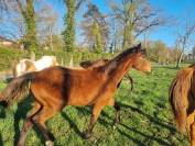 Pouliche oldenbourg dressage