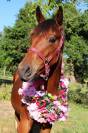 Pouliche oldenbourg dressage