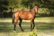 Pouliche oldenbourg dressage