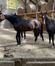 Jument KWPN 4 ans / dressage