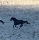 Jument KWPN 4 ans / dressage