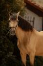 Ruin PRE Puur Ras Spaans Te koop 2015 Isabel ,  Invasor JCM