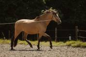 Ruin PRE Puur Ras Spaans Te koop 2015 Isabel ,  Invasor JCM