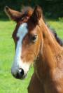 Veulen (ml) Franse rijpony PFS Te koop 2025 Donker bruin / bai