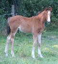 Poulain PFS Goldwyn x fleuron st lois x thurin