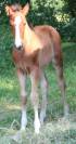 Poulain PFS Goldwyn x fleuron st lois x thurin
