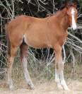 Colt French Saddle Pony For sale 2025 Bay