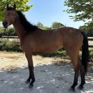 Hongre de 4 ans à vendre