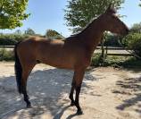Hongre de 4 ans à vendre