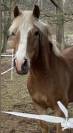 Haflinger hongre 