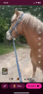 Haflinger hongre 
