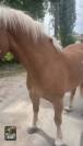 Haflinger hongre 