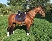 Entire PRE Pure Spanish Bred For sale 2019 Bay