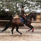 Entire PRE Pure Spanish Bred For sale 2019 Bay