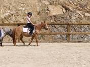 Vend poney 1m15. Né en 2010. Oc par père conneramara