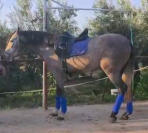 Un jeune cheval très gentil, réceptif et prêt à évoluer
