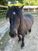 Vente shetland onc 11ans
