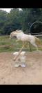 Ponette welsh part bred 
