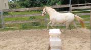 Ponette welsh part bred 