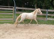 Ponette welsh part bred 