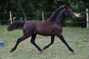 Poulain Shagya noir de 1 an