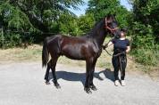Poulain Shagya noir de 1 an