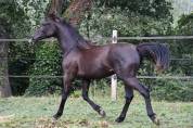 Poulain Shagya noir de 1 an
