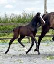Chic Poulain Male SBS 