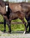 Chic Poulain Male SBS 