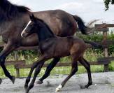 Chic Poulain Male SBS 