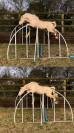 Poney C de 4 ans - 139cm - SF ccjps 4 ans C