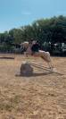 Poney C de 4 ans - 139cm - SF ccjps 4 ans C