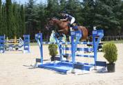 Cheval Zangersheide 7 ans par Quickstar