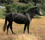Superbe jument pure race espagnole plein papier ANCCE
