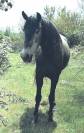 Superbe jument pure race espagnole plein papier ANCCE