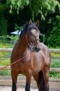Impressionnant PRE 4 ans 170cm entier 