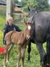 Potro Lusitano En venta 2025 Bayo moreno por Prestigio