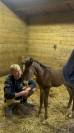 Potro Lusitano En venta 2025 Bayo moreno por Prestigio