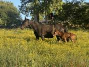 Potro Lusitano En venta 2025 Bayo moreno por Prestigio