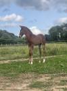 Potro Lusitano En venta 2025 Bayo moreno por Prestigio