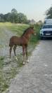 Potro Lusitano En venta 2025 Bayo moreno por Prestigio