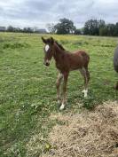 Potro Lusitano En venta 2025 Bayo moreno por Prestigio