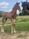 Potro Lusitano En venta 2025 Bayo moreno por Prestigio