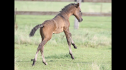 Potro Lusitano En venta 2025 Bayo moreno por Prestigio
