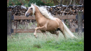 Potro Lusitano En venta 2025 Bayo moreno por Prestigio