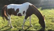 Caballo castrado Quarter Horse En venta 2012 Pinto por SKIPS STEADY JOE (DE), PAINT