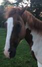 Caballo castrado Quarter Horse En venta 2012 Pinto por SKIPS STEADY JOE (DE), PAINT